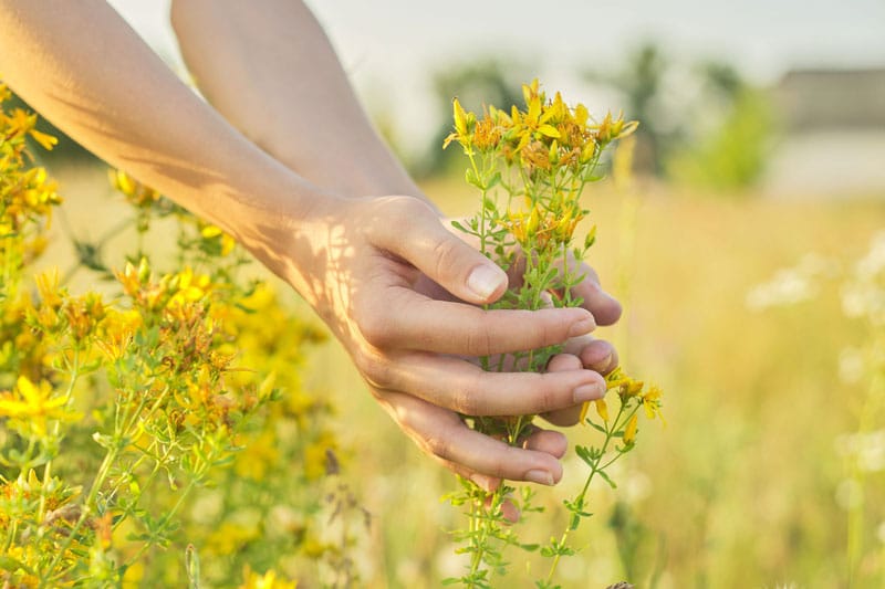 St. John's wort: Uses and Benefits on skin care routines