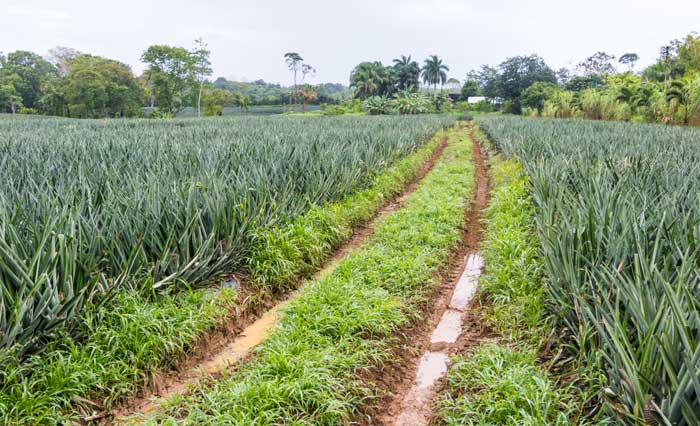 naturally farmed ingredients